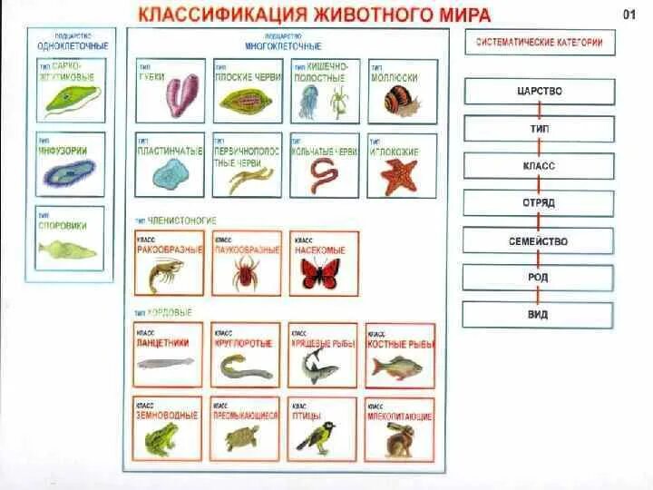 Классификация животных окружающий мир 3 класс