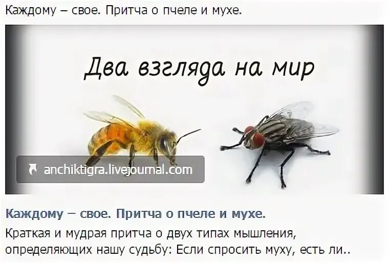 Какие два взгляда на природу. Два взгляда на мир. Два взгляда на мир. Философия пчелы и мухи. Какие два взгляда на природу.