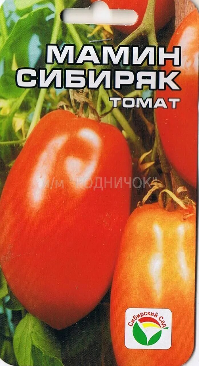 Томат настя сибирячка. Томат мамин сибиряк. Томат мамин сибиряк. Томат сибиряк. Томат мамин сибиряк.