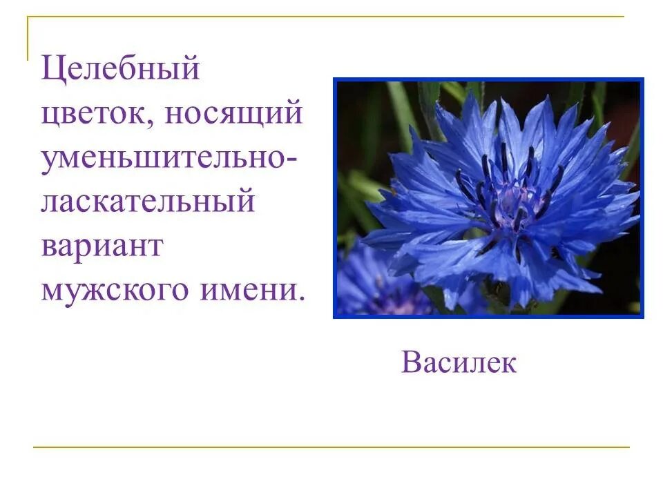 Имя василек. Цветок с мужским именем. Растения с мужскими именами. Красивые имена растений. Василек имя.