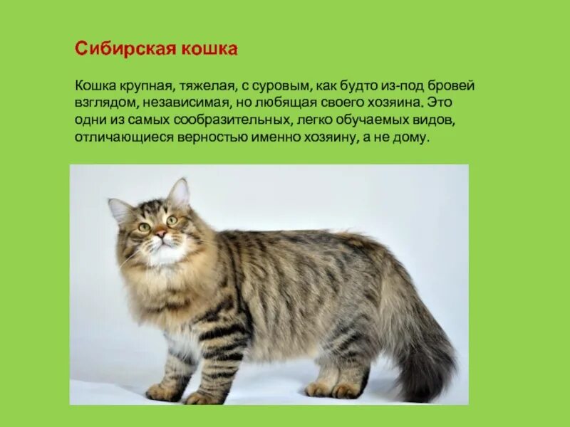 Как описать кошку. Описание сибирской кошки описание. Сибирская кошка доклад. Сибирская кошка описание породы. Характеристика кота.
