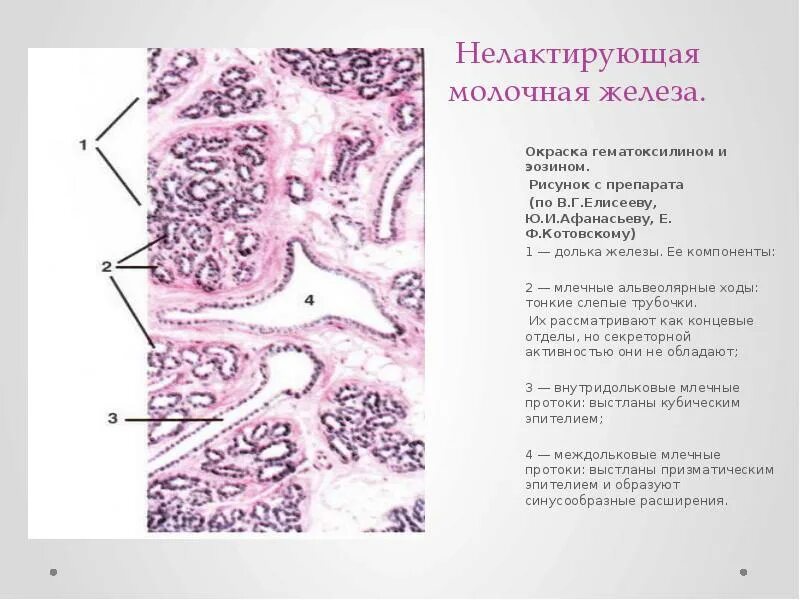 Нелактирующая молочная железа гистология. Лактирующая молочная железа гистология препарат. Молочная железа окраска гематоксилином и эозином. Лактирующая молочная железа. Окраска гематоксилин-эозином.. Гистология черт возьми фанфик