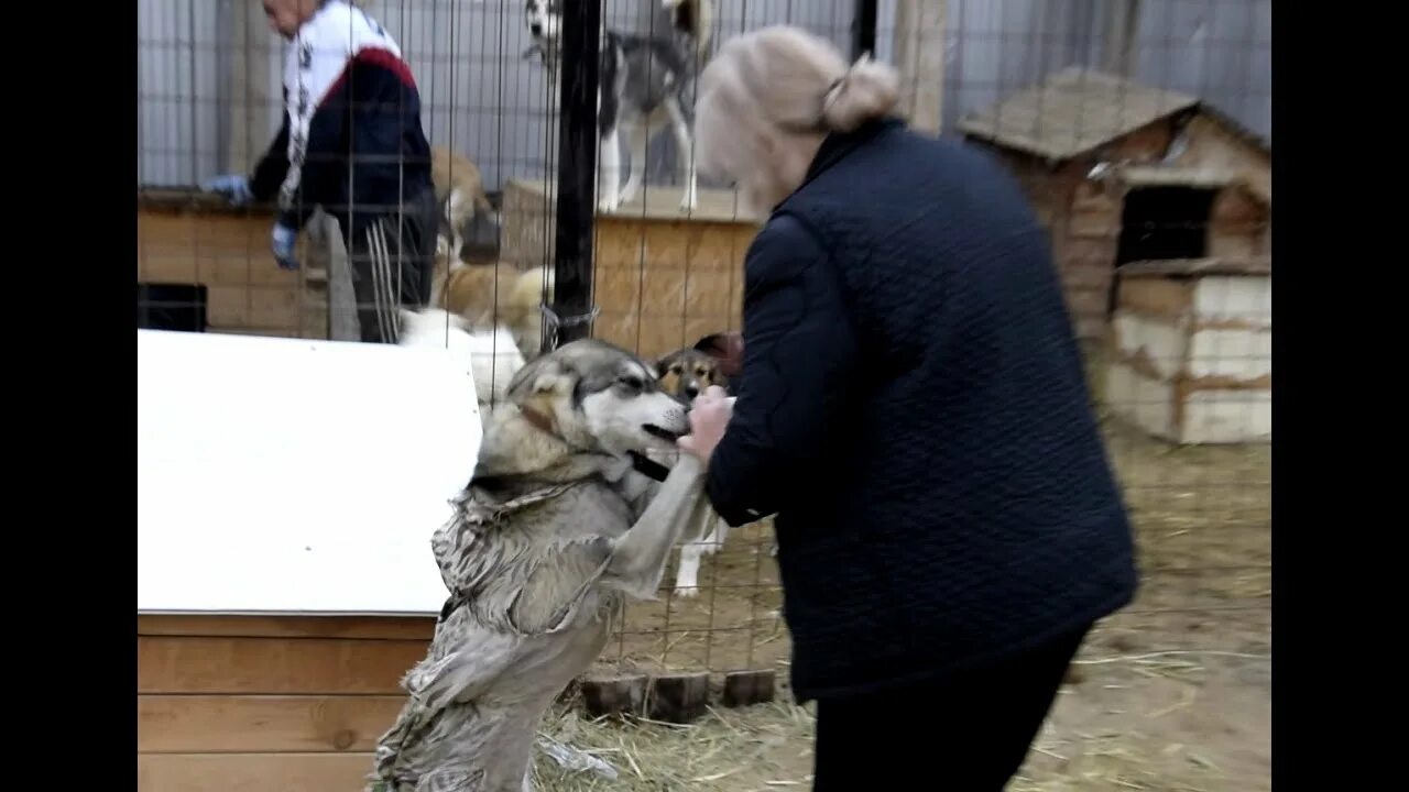 Спасение бездомных животных