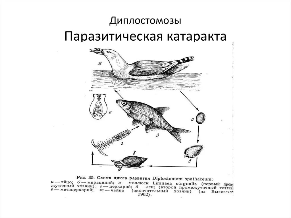 Цепь питания паразитов