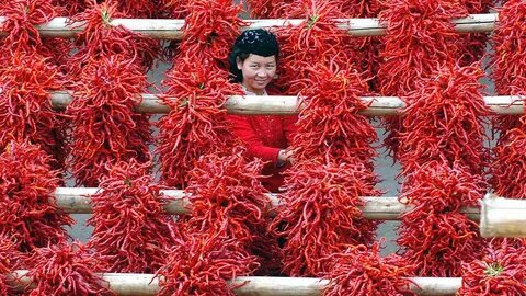 Острый перец в теплице