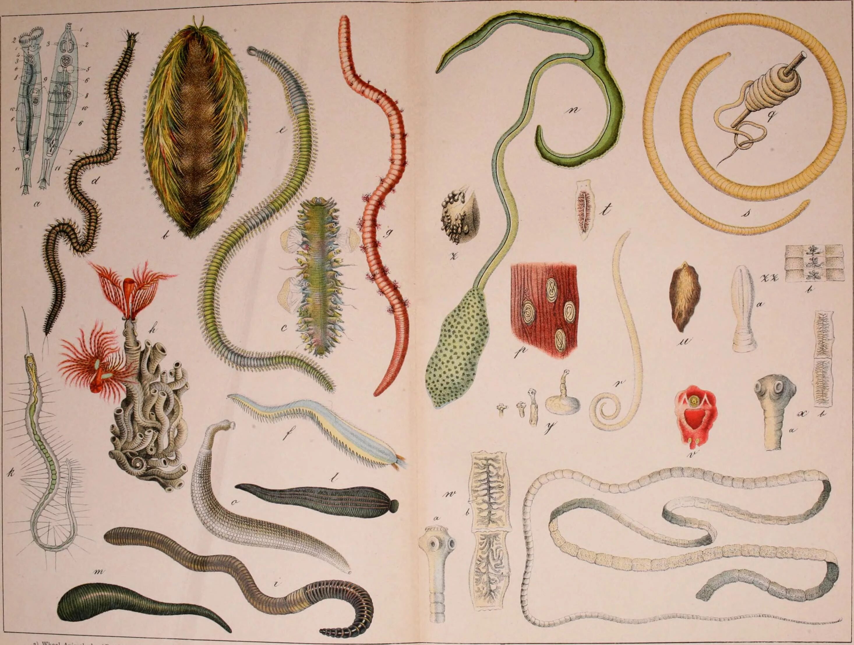 Черви часть 2. Гельминты паразитические черви. Паразитические черви гельминты и глисты. Гельминты паразитические черви у человека. Кишечные паразиты черви.
