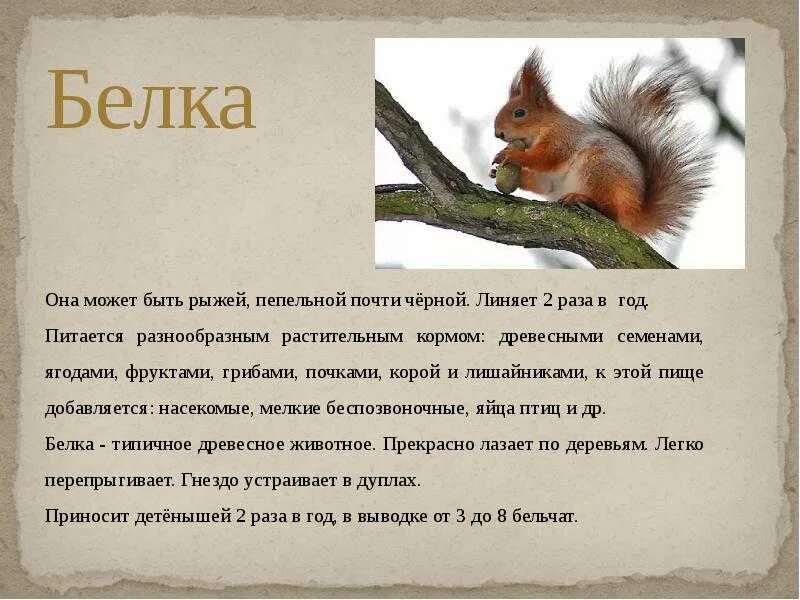 Сообщение о животном 3 класс окружающий. Доклад о животных леса. доклад о животном 2 класс окружающий мир. сообщение о животном 2 класс. доклад о лесных животных.
