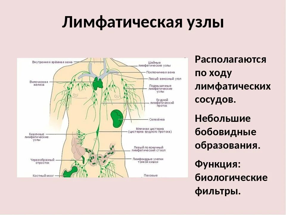 Подчелюстные лимфоузлы где расположены схема: найдено 86 изображений