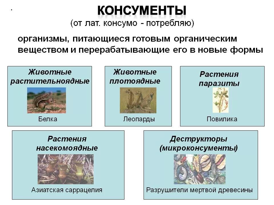 Консументы. Консументы примеры. Паразитические организмы консументы. Животные консументы. Что такое продуценты в биологии 5 класс