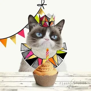 Вечеринка кошек