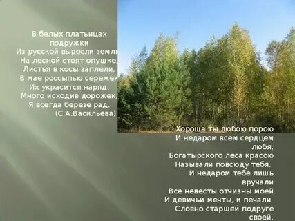 Чистотел на опушке березового леса
