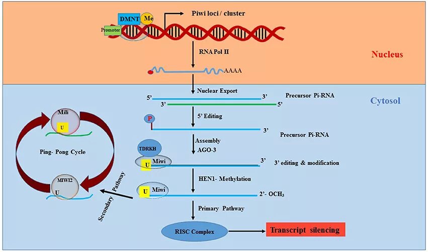 Synthesis types. Heterogeneous nuclear ribonucleoproteins с1. Heme synthesis. Protein synthesis. Преимущества днк.