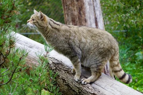 Wildcat