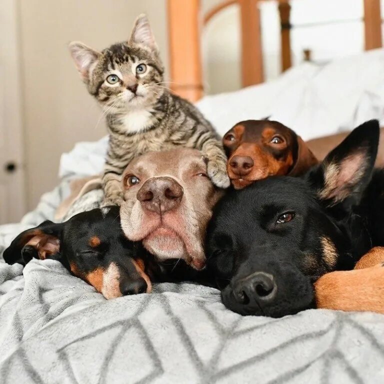 Домашние любимцы. Красивые домашние животные. Дом друзей животных. Собака и попугай. Счастливые животные.