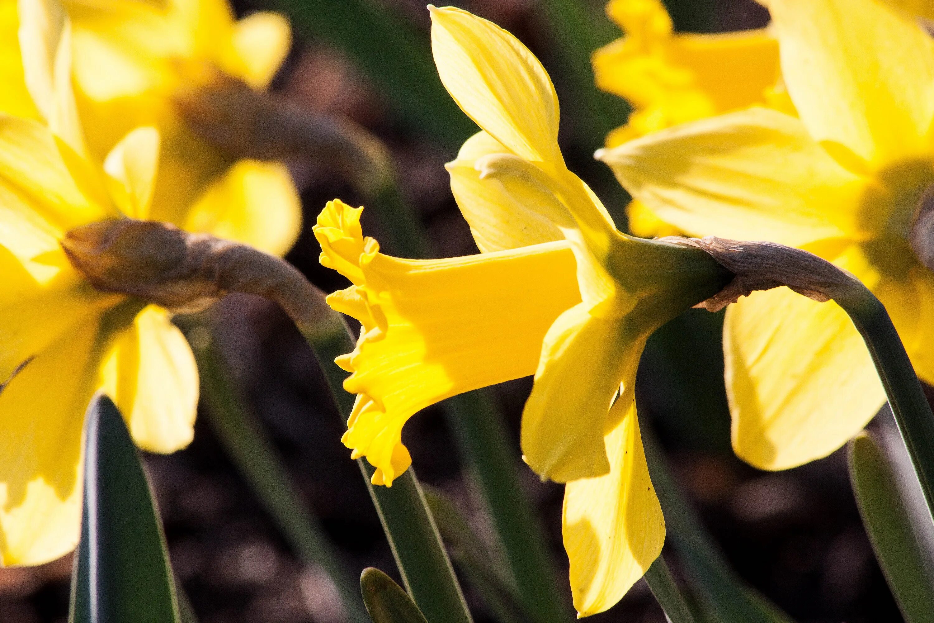 Narcissus pseudonarcissus. Нарциссы разрезнокорончатые. Желтый Нарцисс. 219. Нарцисс длиннотрубчатый – Narcissus Trumpet.. Нарциссы крупно фото