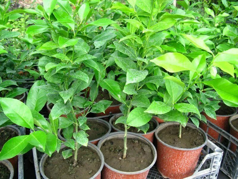 Лимон сорт павловский. Саженцы лимонов. Лимон сорт мейер. Саженцы лимонов. Лимон мейера деверо.