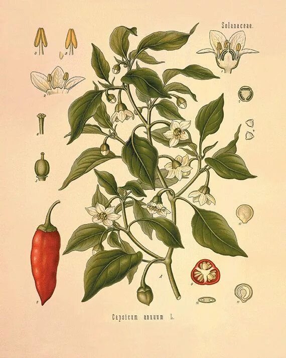 Capsicum annuum гербарий. Информация о перце. Семейство растения перец. Рассказ о перце. Перец для презентации.