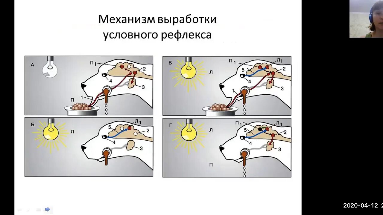 Выработка условного рефлекса по Павлову схема. Опыт Павлова условный рефлекс. Условный рефлекс Павлов схема. Условный рефлекс собаки Павлова схема.