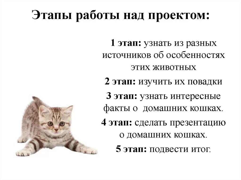 Привычки домашних котов. Повадки домашних котов. Образ жизни кошек. Образ жизни домашней кошки.