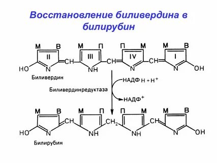 Билирубин биохимия