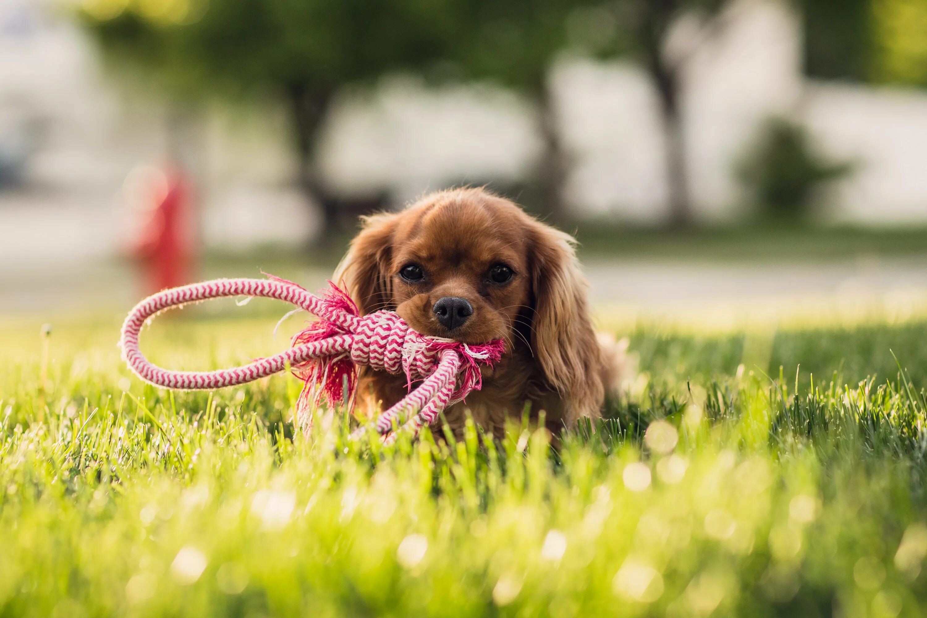 Pets википедия. Милые собачки. Красивые собаки. Милый щенок. Миленькие собачки.