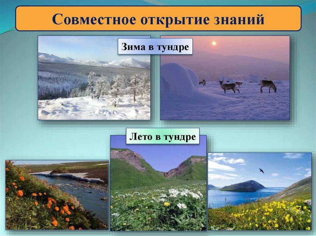 Выберите самую холодную природную зону. Климат тундры. Тундра зимой и летом. Природные зоны холодного пояса. Климат тундры зимой.