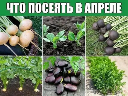 Какие культурные растения выращивают на дачном участке