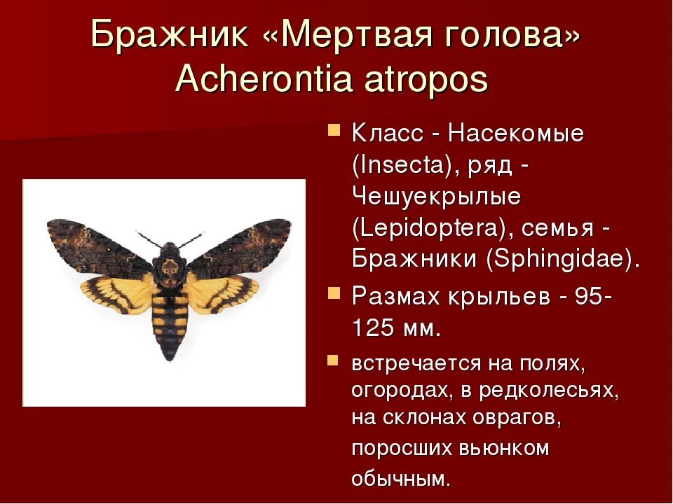 Размах крыльев Бражник мертвая голова. Бражник бабочка сбоку. Бабочка Бражник мертвая голова. Бражник мертвая голова красная книга.