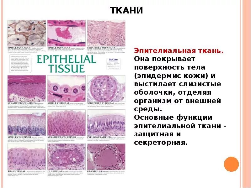 Какие функции выполняет эпителиальная ткань человека. Источники развития эпителиальных тканей. Признаки эпителиальной ткани. Источники развития эпителиальных тканей гистология. Характеристика эпителиальной ткани кратко.