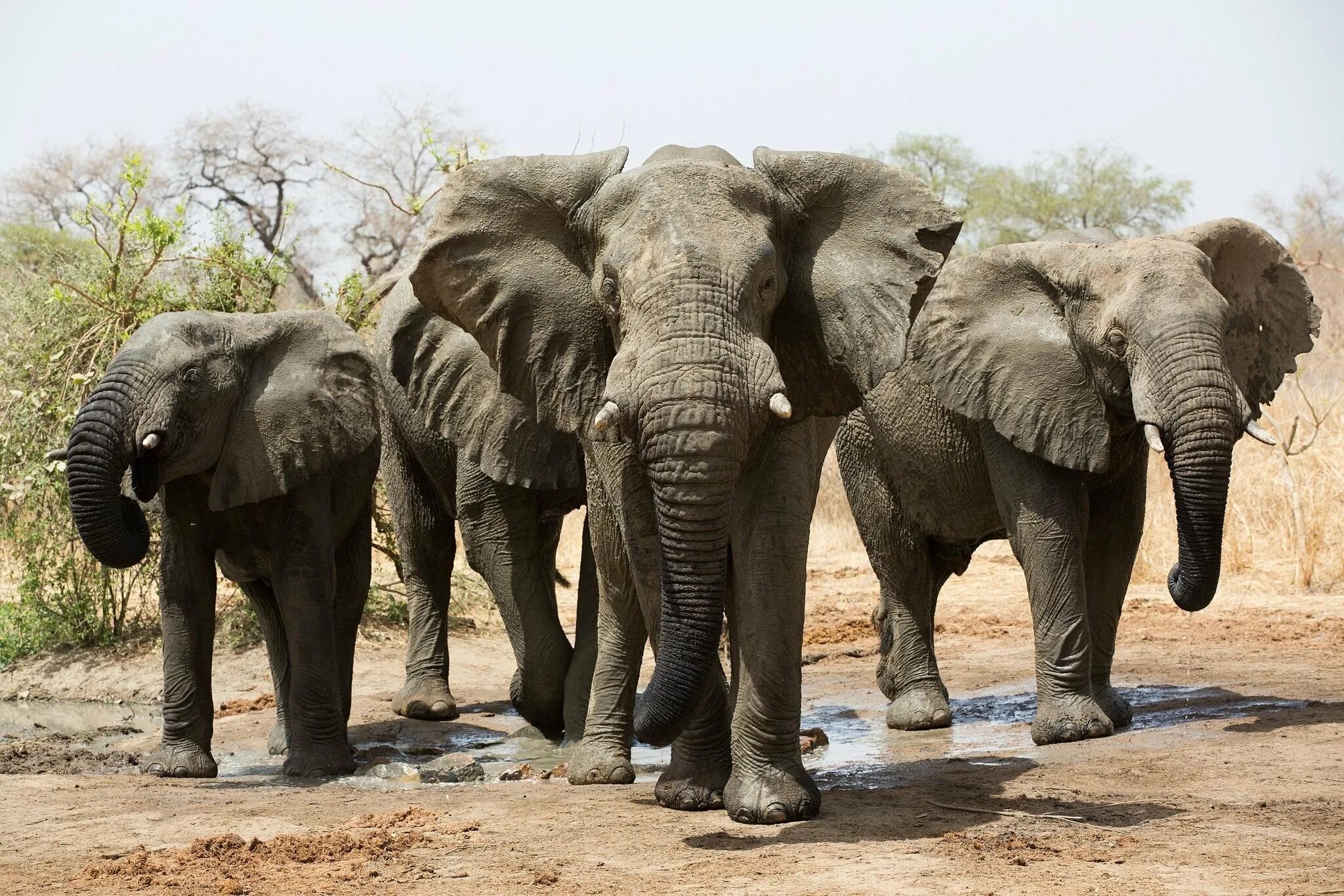 4 слоника. Слоны. Четыре слона. Стадо слонов. Семья слонов.