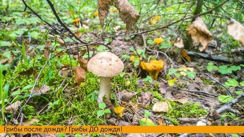 Пройдет теплый дождь появятся грибы в лесу