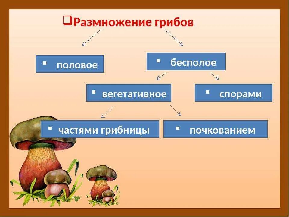 Царство грибов строение. Строение гриба. Строение и размножение грибов. Характеристика грибов.