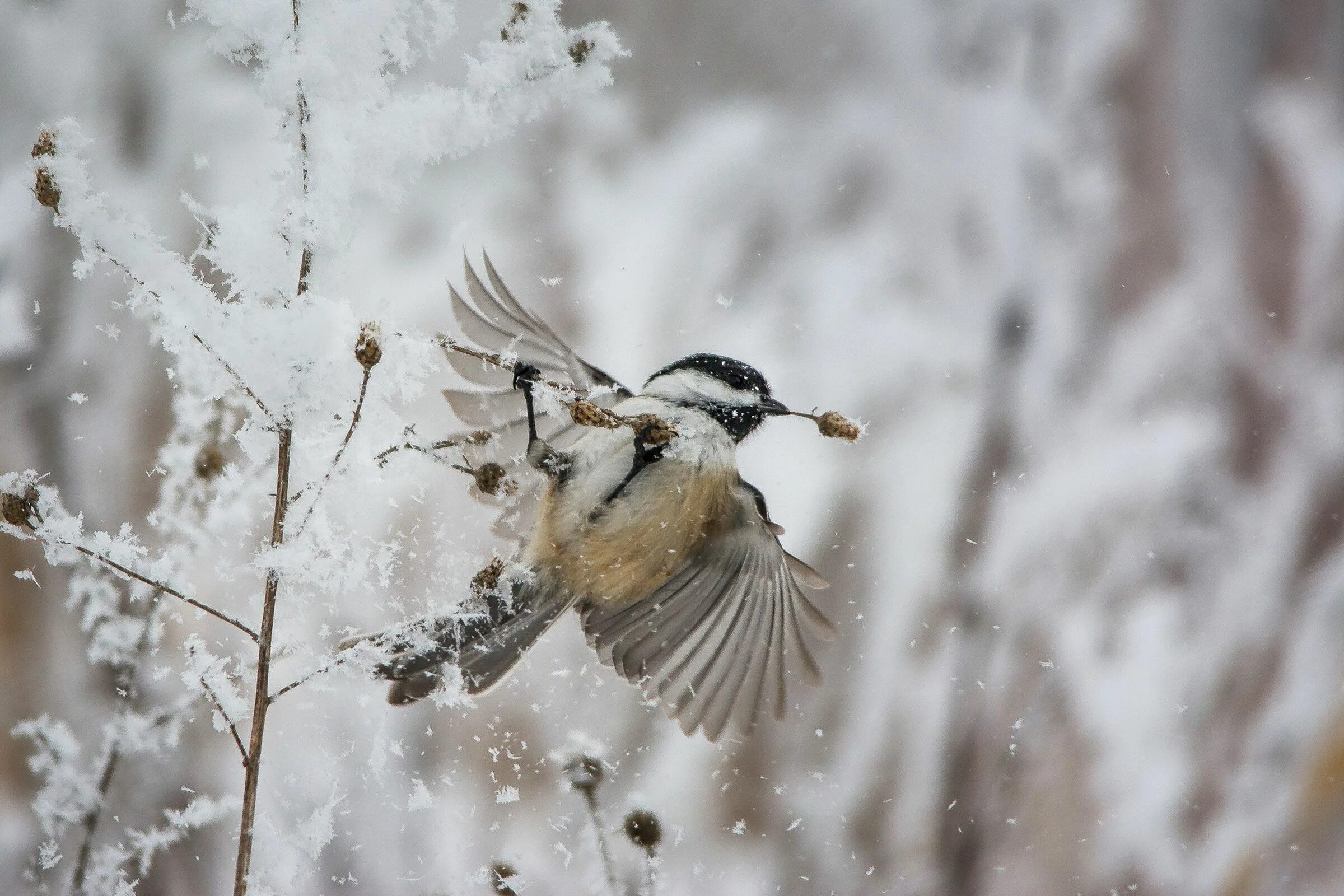 Лес птицы насекомые черно белое фото. Forest Birds. Winter photo Grey Brown Birds.