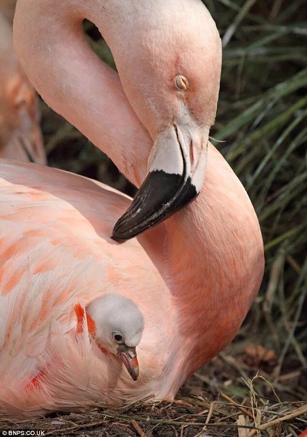 Птенец Фламинго. Детеныш Фламинго. Розовый Фламинго птенец. Розовый Фламинго детеныш. Птица родит