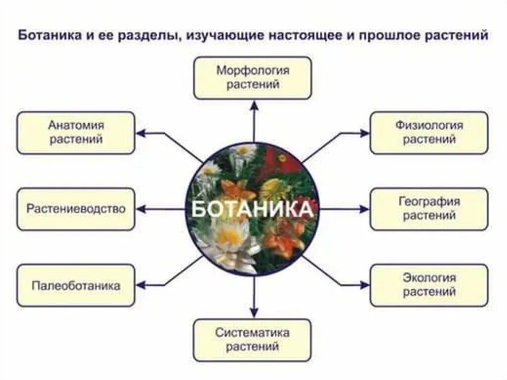 Ботаника наука о растениях разделы ботаники. Раздел биологии изучающий растения. Ботаника наука о растениях схема. Ботаника как биологическая наука разделы ботаники.