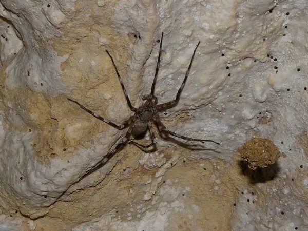 Blind Cave Spider