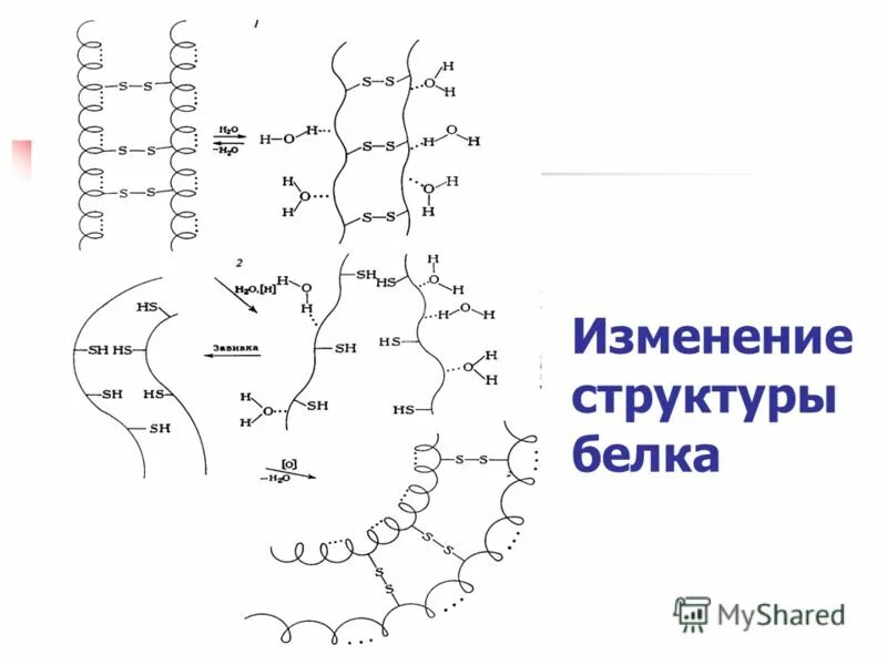 Денатурация первичной структуры белка. Денатурация белка. Денатурация процесс изменения структуры белка. Состав белков животного происхождения. Белки биология презентация.