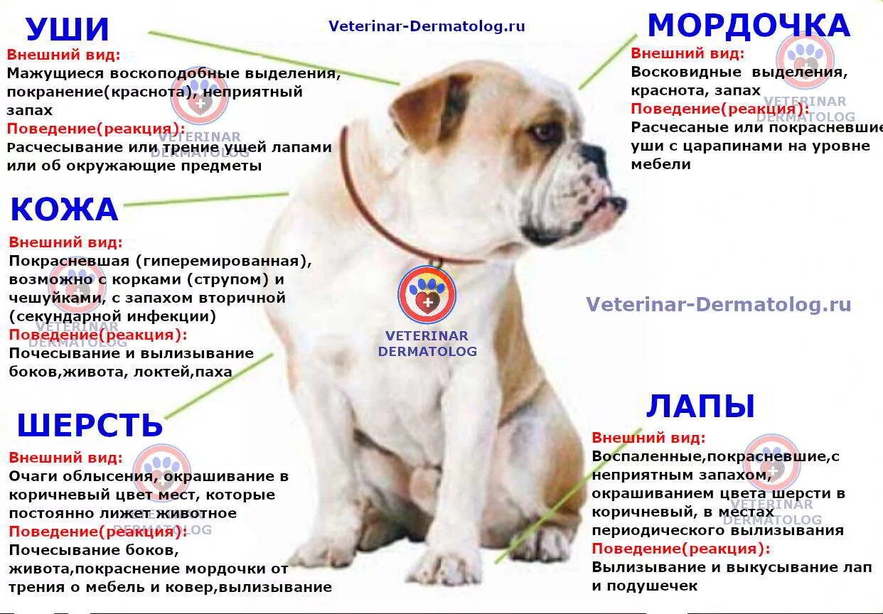 Какие собаки можно при аллергии