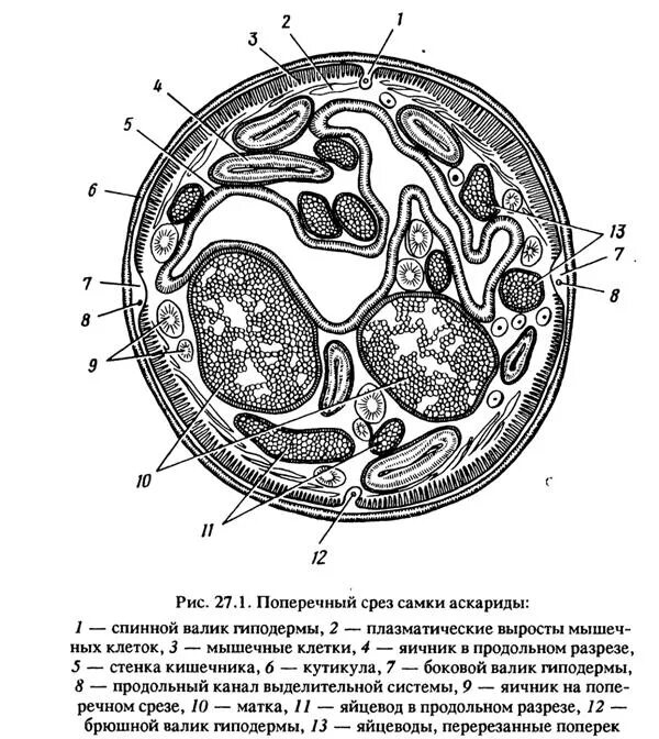 Поперечный срез самки аскариды. Поперечный срез самки аскариды человеческой схема. Схема поперечного среза аскариды. Схема поперечного среза аскариды. Препарат: поперечный срез ascaris lumbricoides.