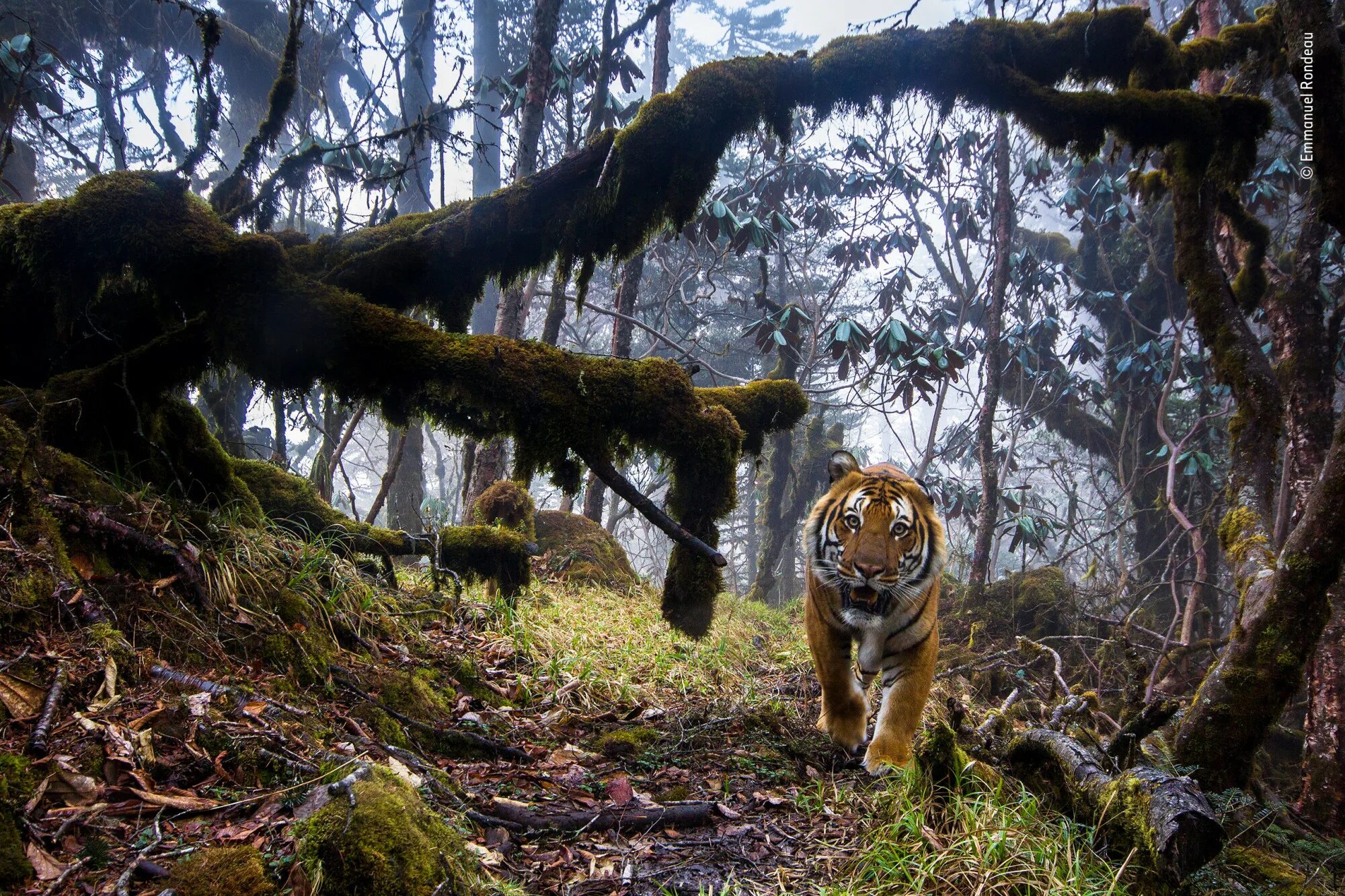 Природа и животные. Животные в лесу. Дикая природа. Тигр в дикой природе. Wildlife на русском