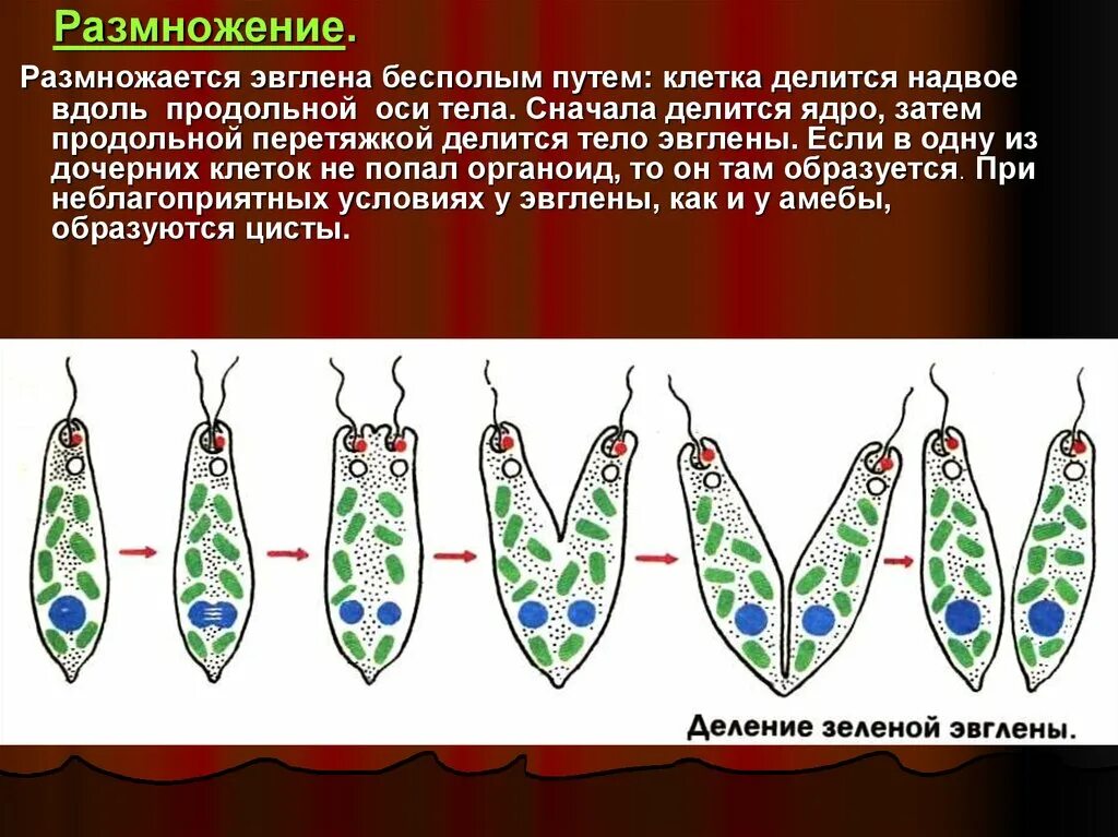 Продольное деление эвглены зеленой. Бинарное деление эвглены зеленой. Деление эвглены зеленой бесполое размножение. Половое размножение эвглены зеленой. Размножается путем деления