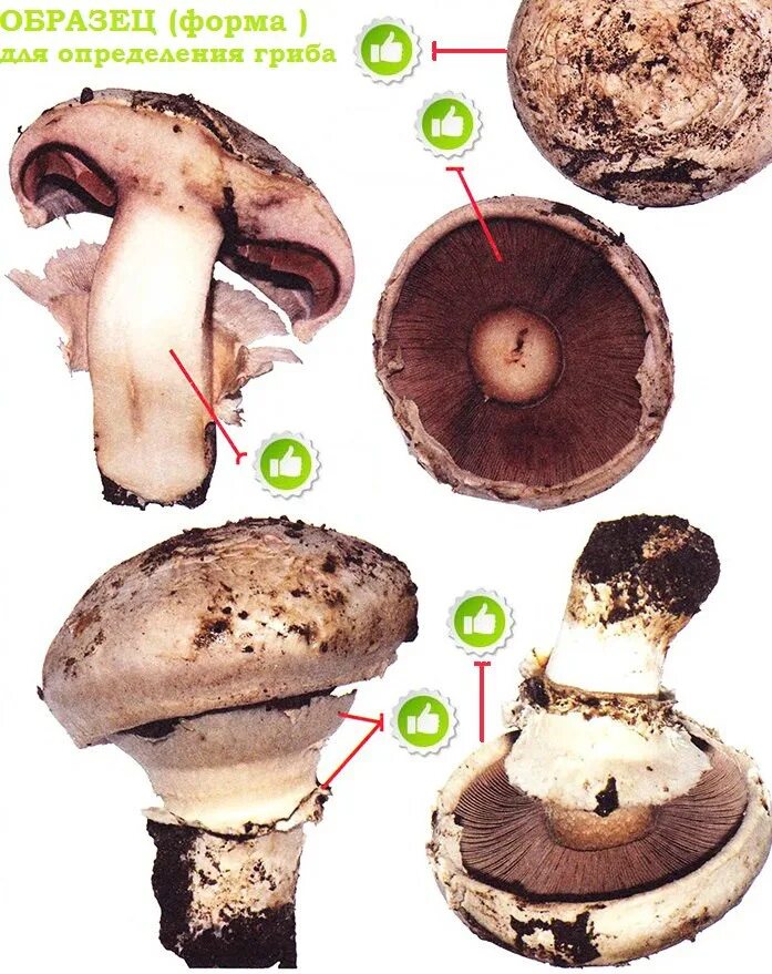 Признаки гриба шампиньона. Шампиньон. Шляпка шампиньона. Шампиньон в разрезе. Гриб в разрезе.
