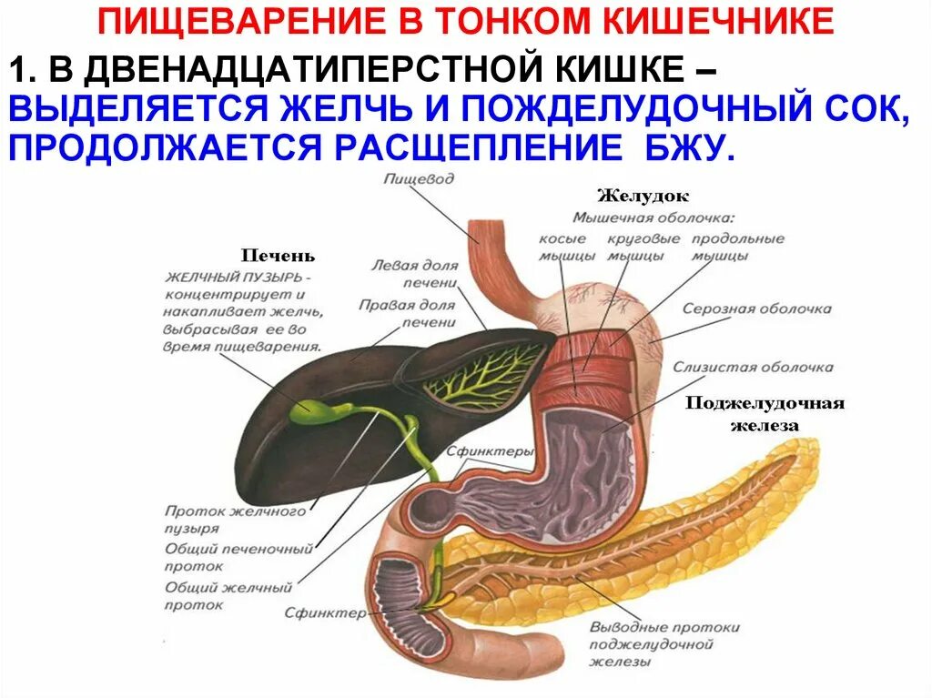 Пищеварительная система причины. Пищеварение в 12-перстной и тонкой кишке. Пищеварение в 12 перстной кишки схема. Пищеварение в тонком кишечнике двенадцатиперстной. Пищеварение в тощем кишечнике.