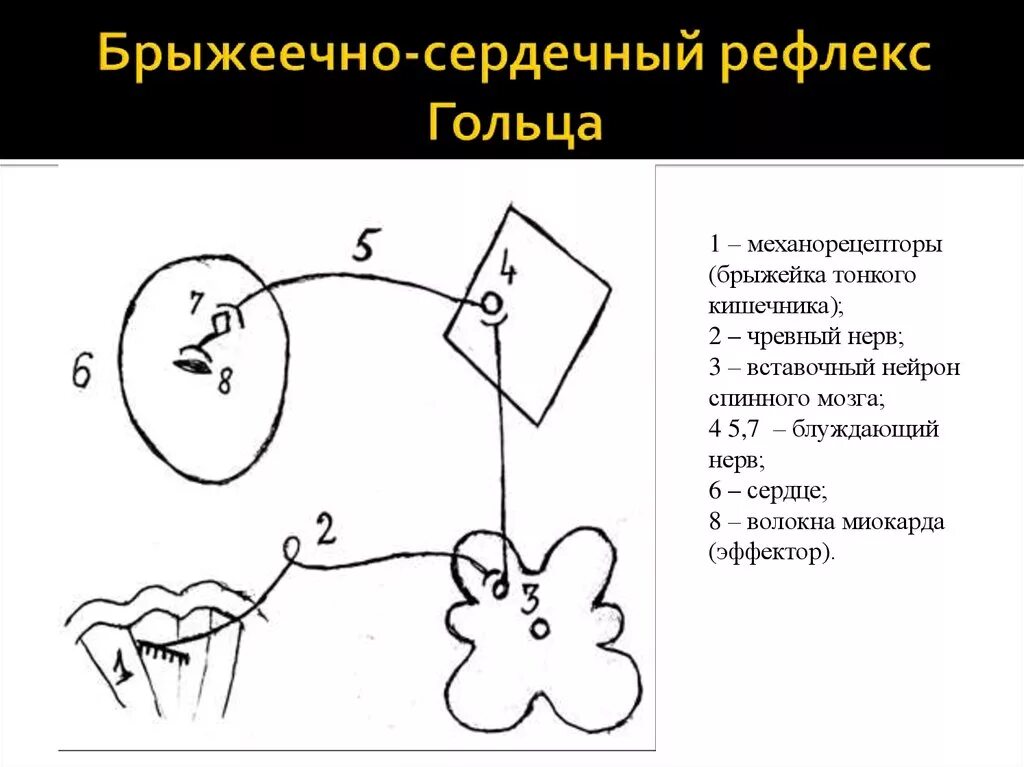 Рефлекторная дуга гольца схема. Схема рефлекторной дуги опыта гольца. Схема рефлекторной дуги рефлекса гольца. Сопряженный рефлекс гольца.