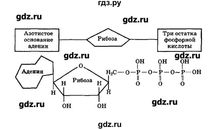 Изобразите схематично молекулу АТФ обозначьте ее части. Лабораторная работа 5 биология 9 класс пономарева