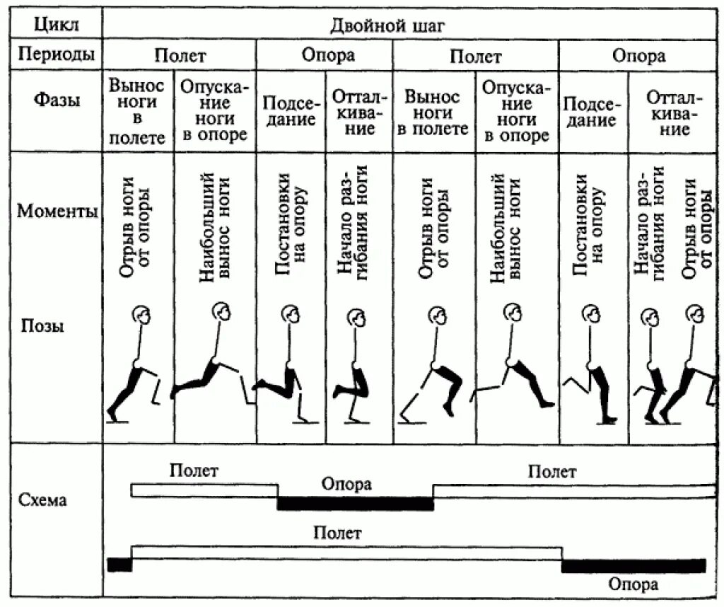 1 том 1 цикл 1. Периоды и фазы бега. Основа техники бега фазы. Периоды и фазы движений в беге. Перечислите периоды одного цикла в беге.