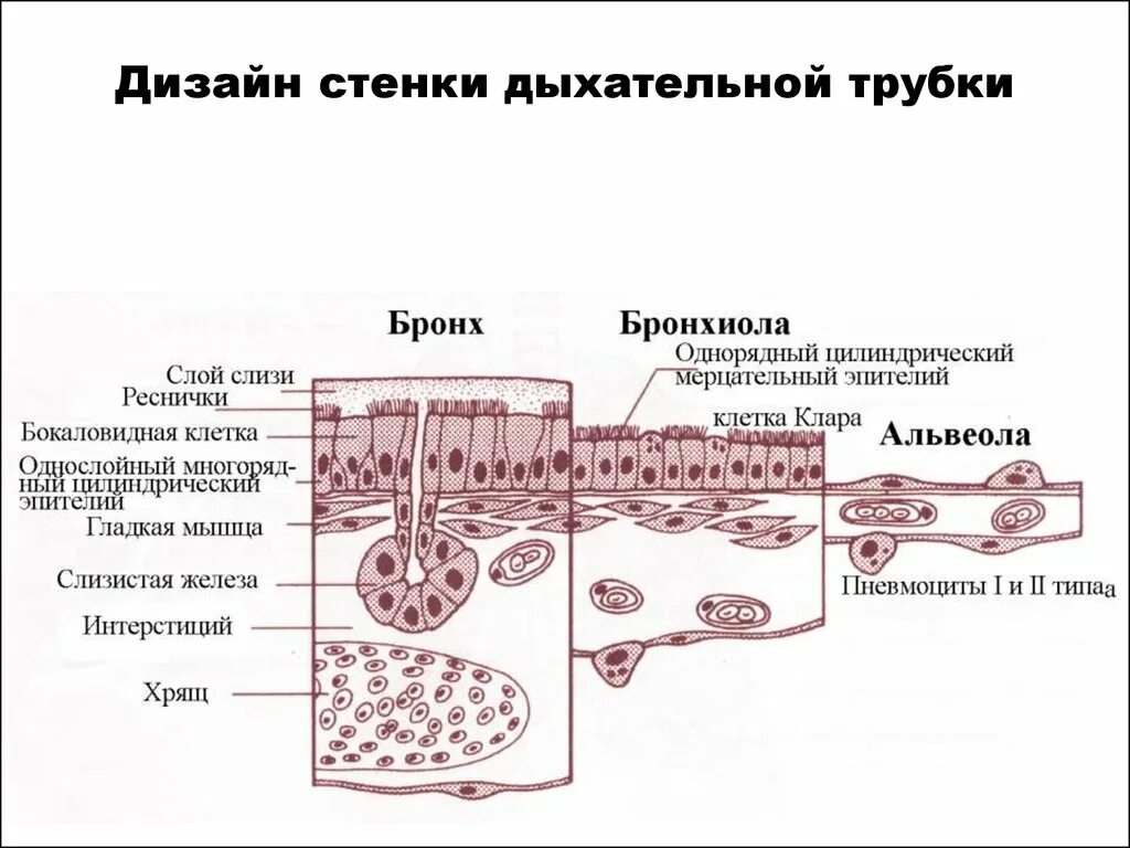 Респираторный эпителий гистология строение. Строение слизистой оболочки дыхательных путей. Строение эпителия легких. Стенки дыхательных путей гистология. Медицинский препарат проникает в клетки мерцательного