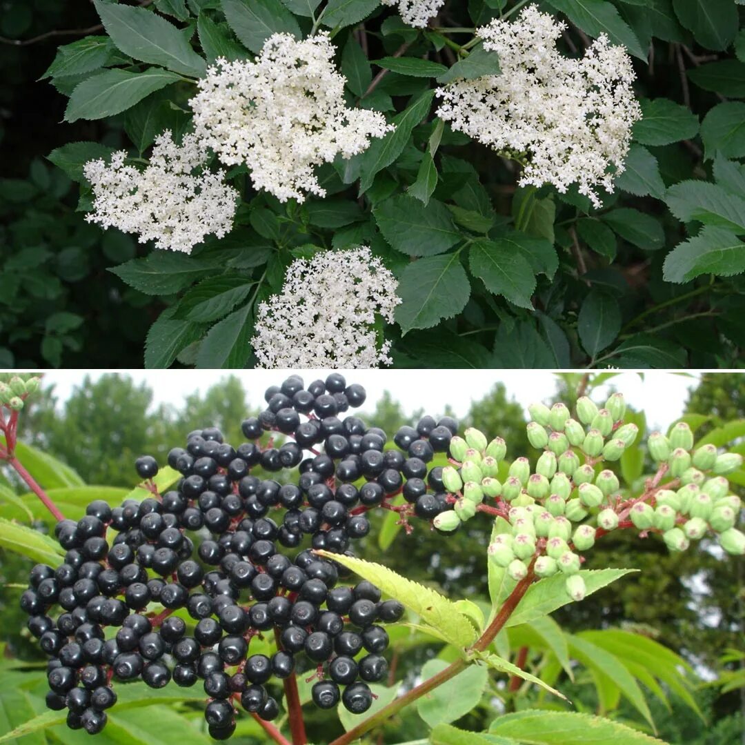 Бузина черная сорта. Бузина Sambucus nigra. Бузина черная (Sambucus nigra). Бузина кистистая Блэк. Бузина Блэк Тауэр.