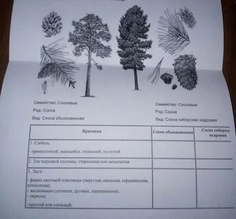 Сосна таблица