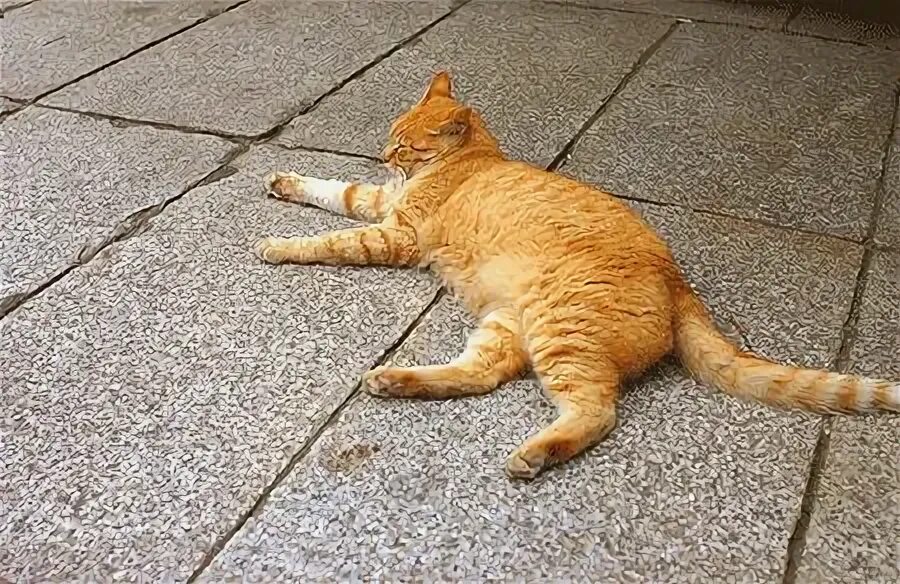 Кот скользит. Двигающиеся котики. кот полуспит. живые картинки коты.